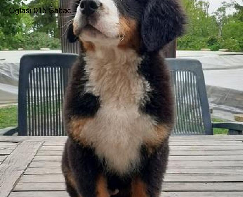 Prodajem štence Bernskog planinskog psa, oštenjeni su 12. maja