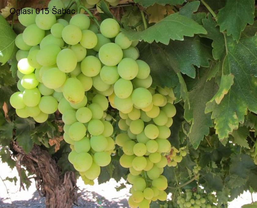 Sadnice grozdja za proleće 2023 veliki izbor sorti